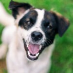 Hund 2