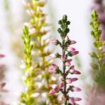 Blüten von Blumen