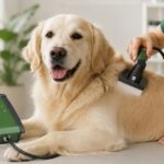 Hund mit Kaltplasma