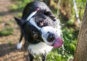 Elektrolytlösung für Hunde