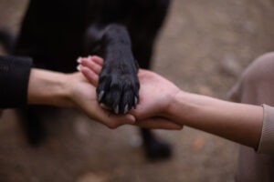 Tierarzt oder Tierheilpraktiker? Unterschiede, Vorteile und sinnvolle Ergänzung.