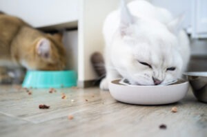 Whisker Stress bei Katzen – Wenn die Schnurrhaare das Wohlbefinden beeinflussen