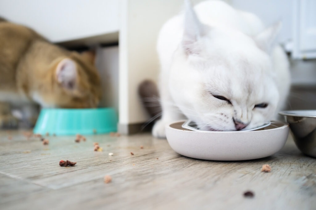 Tierheilpraktiker - Whisker Stress bei Katzen