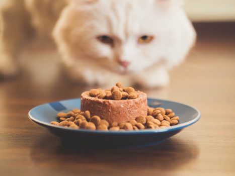 Tierheilpraktiker - Stress bei Katzen 2
