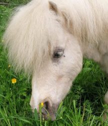 Pferd Pony