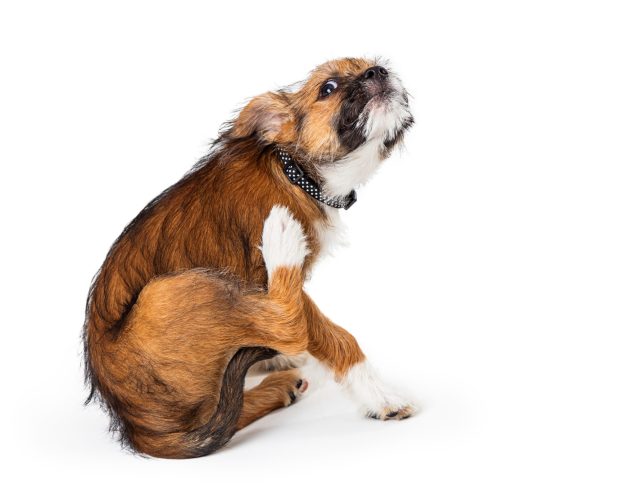 Tierheilpraktiker Hund juckt sich ständig