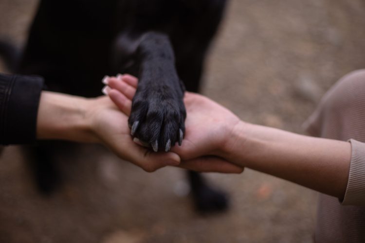 Tierarzt oder Tierheilpraktiker
