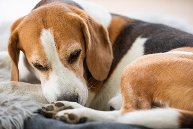 Portrait of Adult male beagle dog sleeping outdoors. Dog background theme